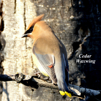 Cedar Waxwing